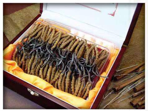 龙河镇冬虫夏草回收